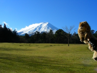 諏訪の森自然公園 富士パインズパーク